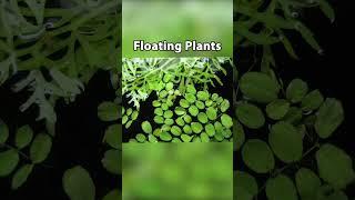  Top 5 Beginner Aquarium Plants That Grow With Gravel! (Without Soil)