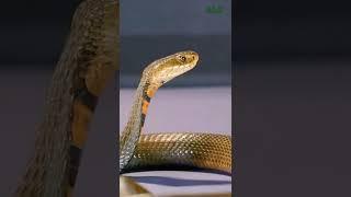 Brave wilderness , coyote Peterson vs snake  #shorts @BraveWilderness