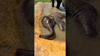 4 amazing facts that you may not know #shorts #fact #elephant
