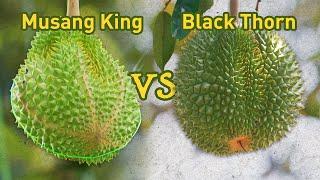 Durian Black Thorn Habis Diborong Oleh Pelancong Hong Kong!