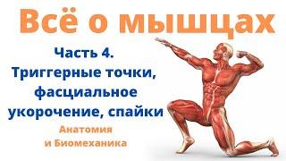 Всё о мышцах. Часть 4. Триггерные точки, фасциальное укорочение и спайки.