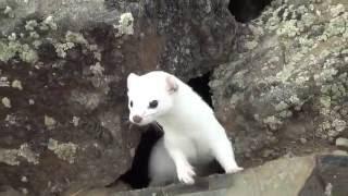 White Ermine(Stoat)...very curious!!!