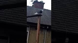 Lost Pigeon