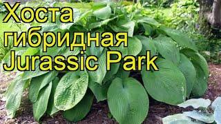 Хоста гибридная Джурасик Парк. Краткий обзор, описание характеристик hosta hybrida Jurassic Park