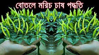 প্লাষ্টিক বোতলে মরিচ চাষ পদ্ধতি। Growing Peppers in Bottles at Home.