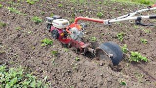 первое окучивание картофеля / The first hilling of potatoes #огород #мотоблок