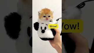 ОЧЕНЬ СМЕШНЫЕ И МИЛЫЕ КОТЯТА #shorts #short #shortvideo #cat #comedy #cute #котики #смешныевидео