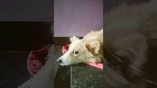 #dog##funny##videotamil###6 July 2024