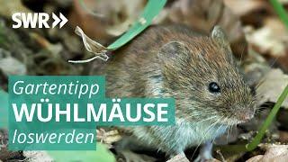 Gartentipps: Wühlmäuse loswerden | Marktcheck SWR