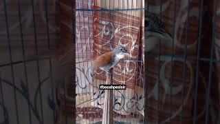 suara pikat sniper cocok buat pancingan burung bahan #kicau #masteran #viral #tepus_dada_putih