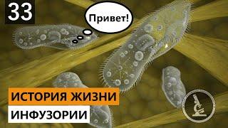 Я ИНФУЗОРИЯ И ЭТО МОЯ ИСТОРИЯ! МИР ГЛАЗАМИ ИНФУЗОРИИ ТУФЕЛЬКИ