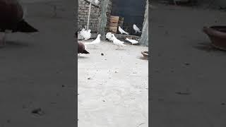 Abdul Pigeons Short video