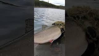 4lb Brook Trout VS Spear