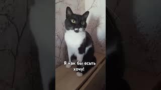 ТРЕБОВАТЕЛЬНАЯ КОШКА#мурка#юмор#шортс#котики#2025 .