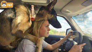 This is why German Shepherds are the FUNNIEST DOGS #1