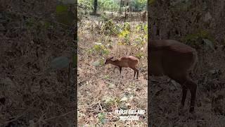 Forest Fawn: Up Close and Personal #fawn