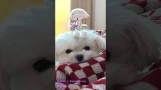 wadada dang #animation #cute #dance #dog #shorts