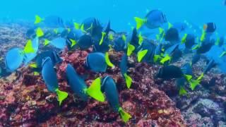 Wonderful underwater world  part Tree- South America Cudowny podwodny świat część 3