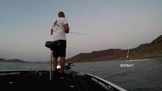 Woodrow Rat Cast to Catch