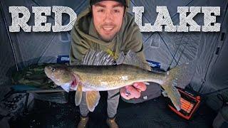 RED LAKE WALLEYE (Fishing Report & Tips)