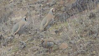 Шикори Кабк Keklik avi tuzakla Охота на куропатка Partridge hunting Kabk shikar شکار کبک Chukar avi