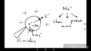 Physiology of Excitation