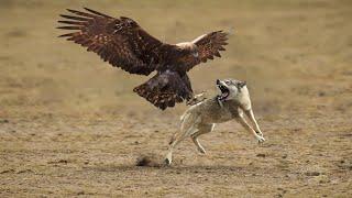 The Intense Battle Between The Eagle And The Wolf