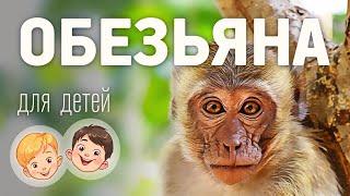 Обезьяна. Видео про животных для детей 3+