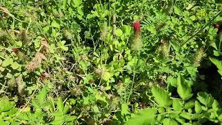 Picking Ripe Tomatoes  in Early May