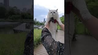 Cute, big fluffy cat! Meow