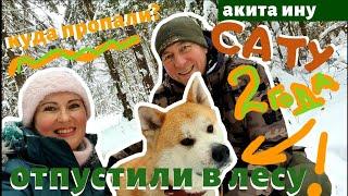 ВЛОГ | УБЕЖАЛ В ЛЕСУ | АКИТА ИНУ САТУ ДВА ГОДА | АГРЕССИЯ И СВОБОДА