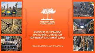 Выкопка и подготовка растений с ОКС к отгрузке в "Питомнике Савватеевых"