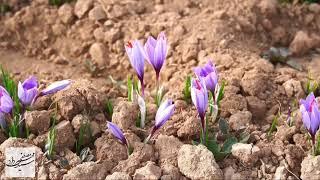 Saffron time lapse