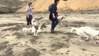 1 Borzoi, 9 Silken Windhounds go to the beach