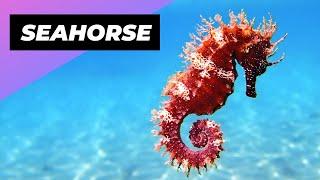 Seahorse  The Fish That Is So Un-Fish-Like! #shorts