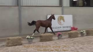 Rudolph Dieu Darco, Dieu-Merci van T&L x Darco, gelding, °2017, Belgian Horse Trading