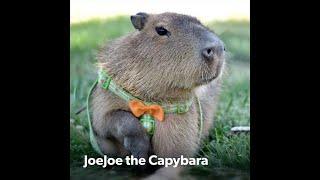 JoeJoe The Capybara - The World's Most Famous Capybara!