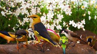 Cat TV | Cat TV for Cats to Watch  Birds and Squirrels ️ Videos for Cats  Relaxing Bird Songs
