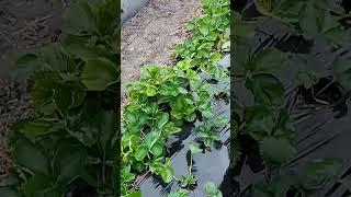 Полуниця через два тижні після посадки #хобі #garden #сад #ягода #саджанці