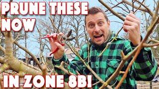 Pruning Fruit Trees! Zone 8B Do It NOW!