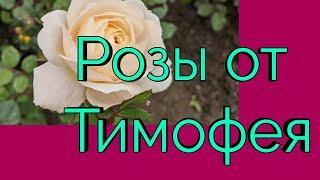 Розы от Тимофея. Распаковка посылки.