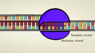 DNA transcription & pre-mRNA processing