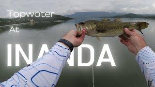 Topwater Bass Explosions at Inanda dam,South Africa.