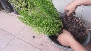 Foxtail Fern -  How to Propagate