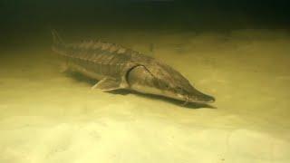 Restoring European Sturgeon - Rewilding The Sea