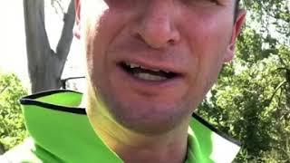 Termite Inspection in Redbank. I have found a tree that has split in half , why ?