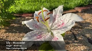 Lily - Muscadet 4K