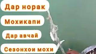 НОРАК 2021 /МОХИ КАПИ