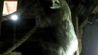 Our housemate, Lenny, the sloth I