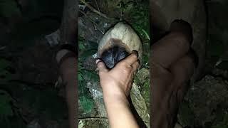 hidden in his skull and not visible #shortvideo #nest #nature #woodscraft #animals #villagelife